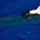 Image for article titled All The Wacky Submarine Terms You Never Knew You Wanted To Know